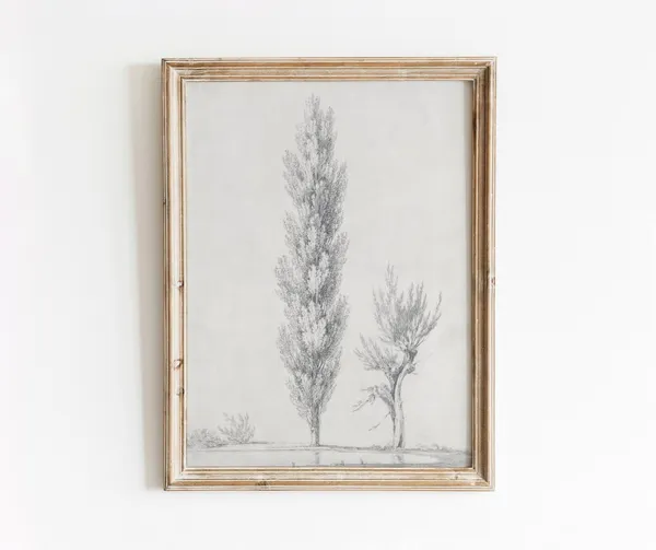 Willow Poplar Tree Illustration, Vintage Botanical Art Print