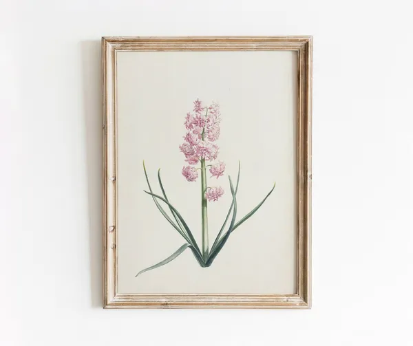 Pink Hyacinth Vintage Botanical Art Print