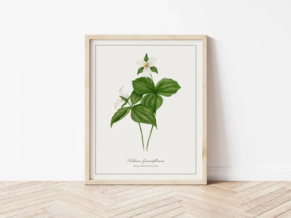 Great White Trillium Botanical Illustration Vintage Floral Study Poster