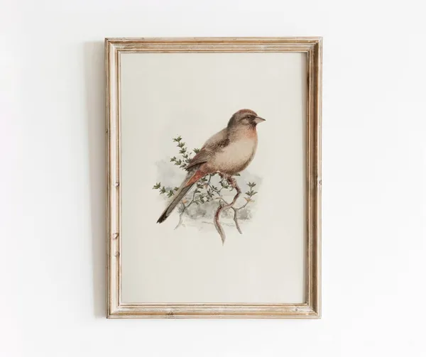 Californian Towhee Vintage Watercolor Bird Art Print