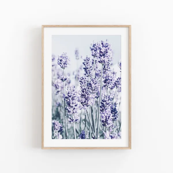 Lavender Landscape Photography Print, France Travel Poster