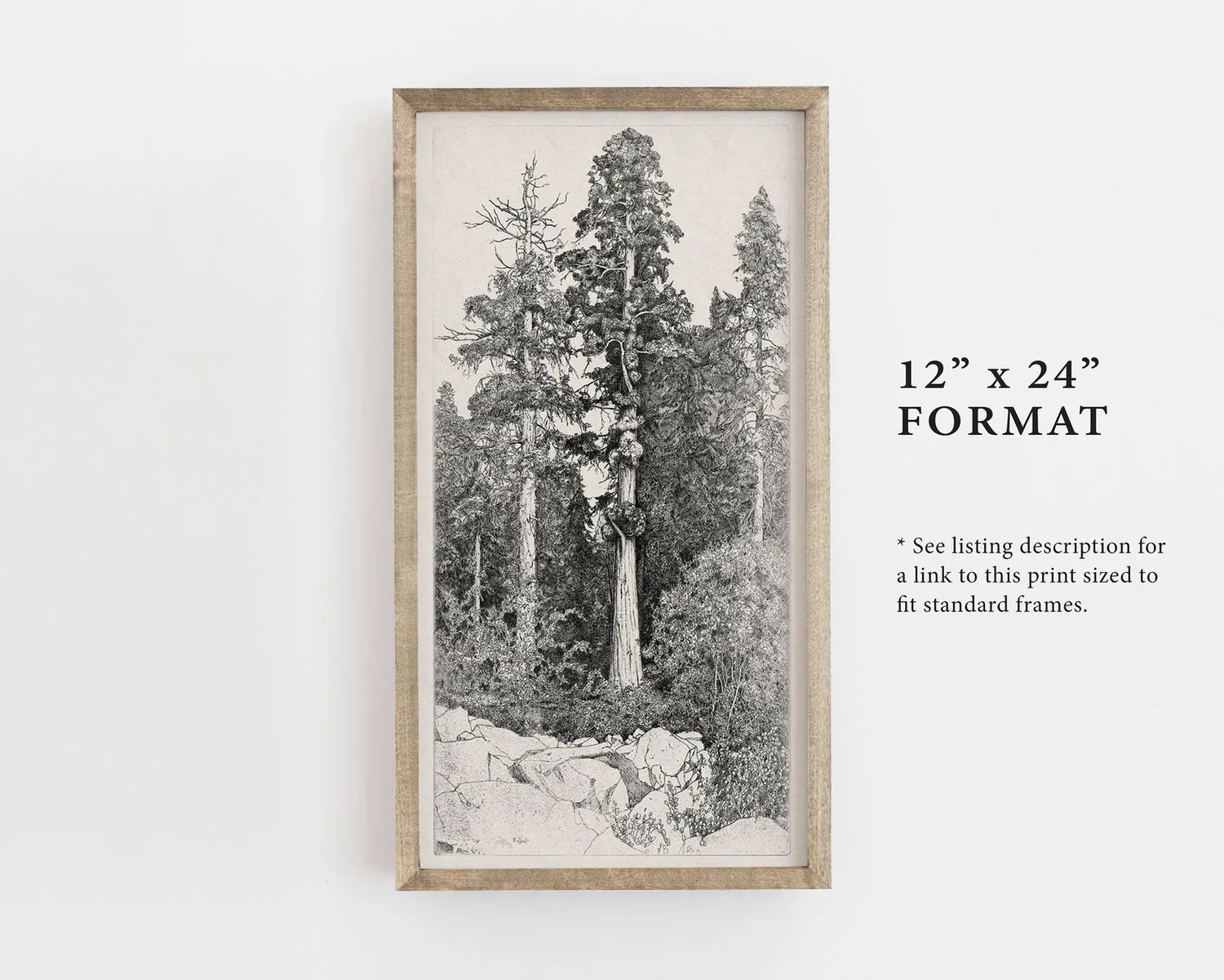Tree Drawing Vintage Botanical Line Art Poster - Image 3