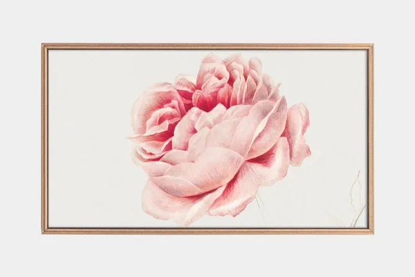 Vintage Rose Paintings of the Netherlands, Art Print