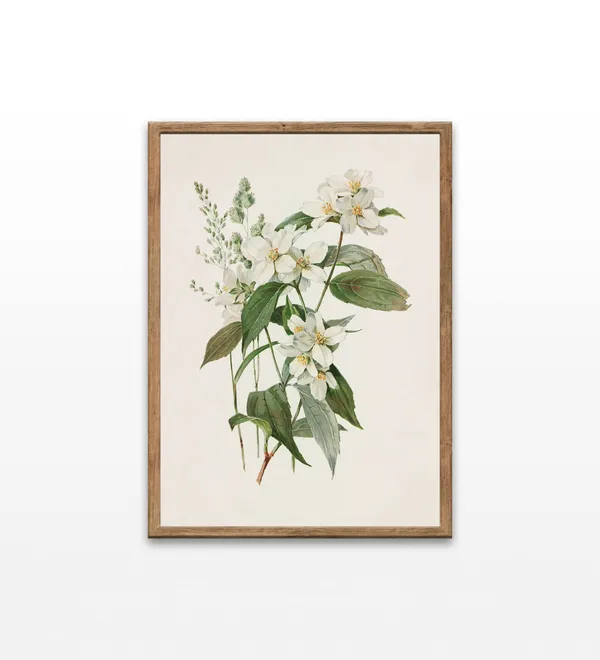 Vintage Botanical Flower Illustration Art Print