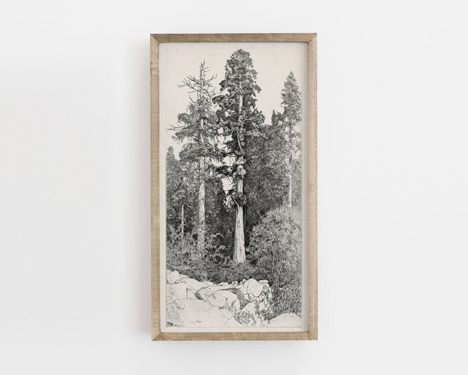Tree Drawing Vintage Botanical Line Art Poster