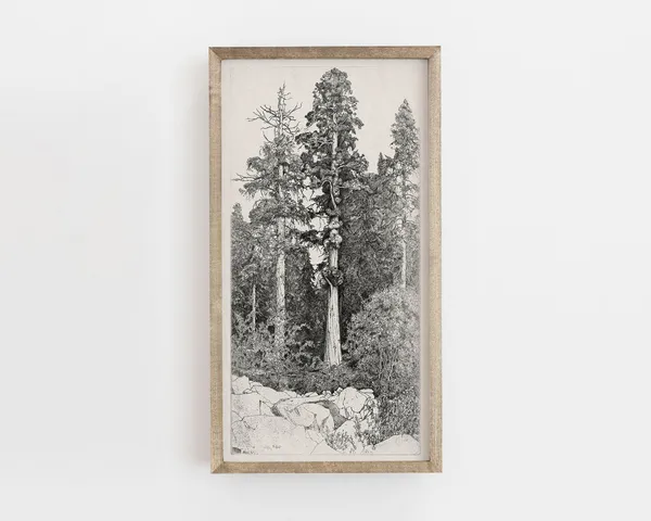 Tree Drawing Vintage Botanical Line Art Poster