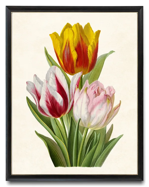 Vintage Tulips Art Print, Botanical Spring Flowers