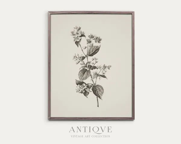 Flower Sketch Botanical Artwork Poster