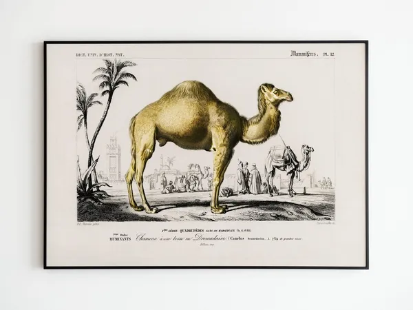 Vintage Dromedary Poster, Camel Travel Poster