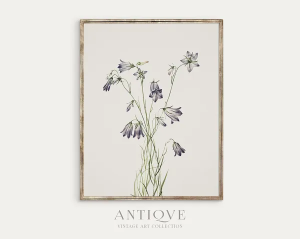 Vintage Floral - Botanical Print