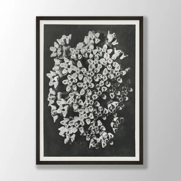 Black White Flower Print No. 2, Vintage Botanical Art Print