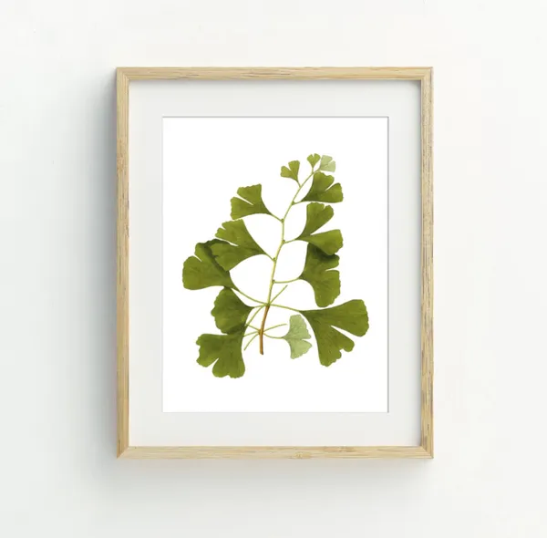 Ginkgo Botanical Art Print, Plant Wall Decor