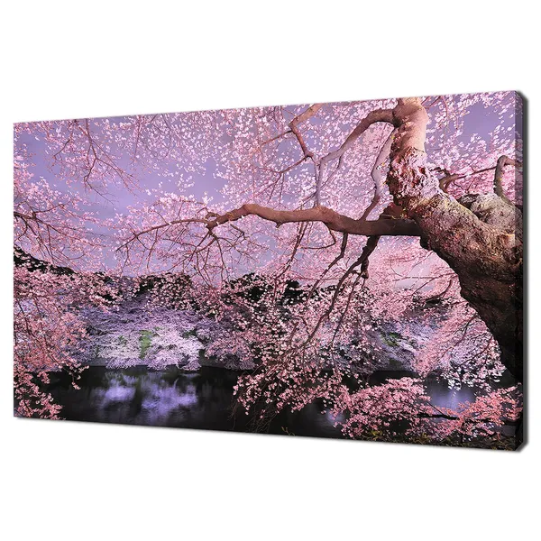 Pink Cherry Blossom Tree at Night, Japan Art Print