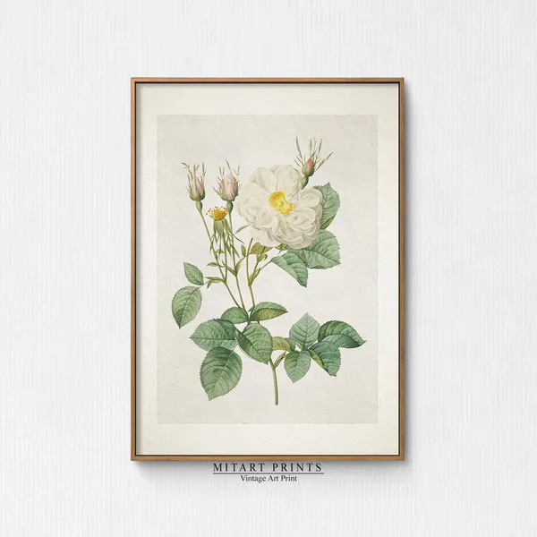 Vintage White Rose Watercolor Print, Rustic Farmhouse