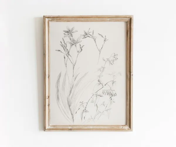 Botanical Study Vintage Black And White Art Print