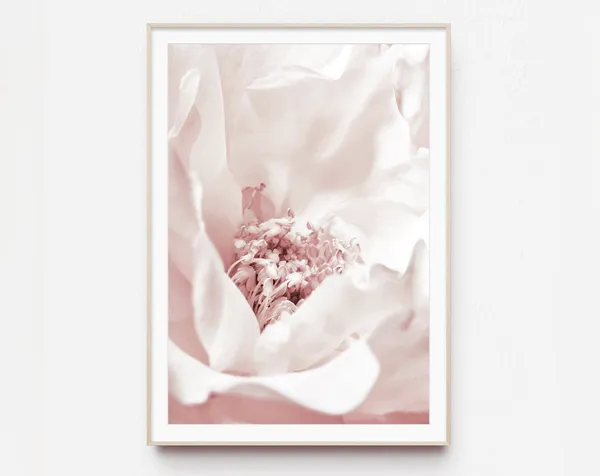 Peony Pink Botanical Art Print