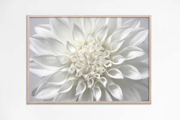 Dahlia Print, White Neutral Floral Art Poster