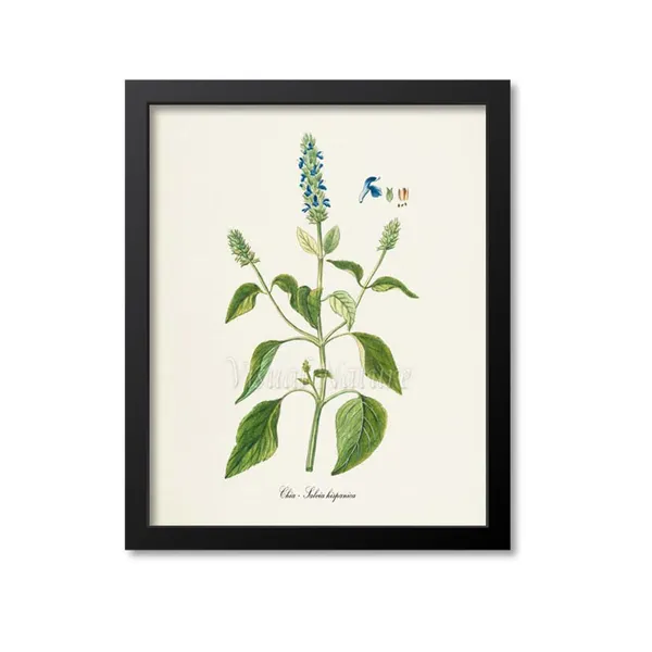 Chia Flower Botanical Art Print, Blue Salvia Hispanica