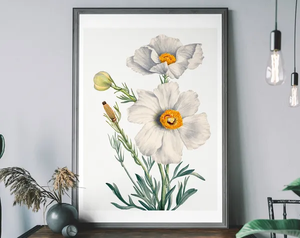 Matilija Poppy Flower Antique Botanical Poster