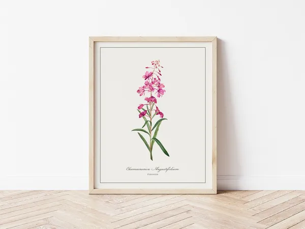 Fireweed Botanical Illustration, Minimalist Art Print
