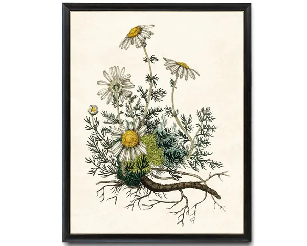 Chamomile Plant Vintage Botanical Art Print