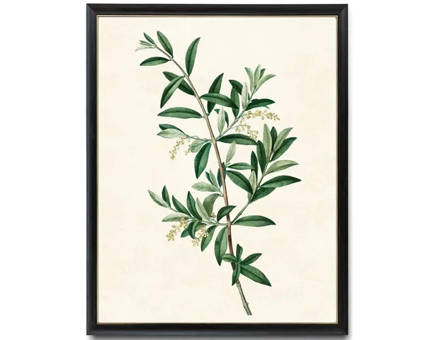 Green Olive Tree Branch Vintage Botanical Art Print