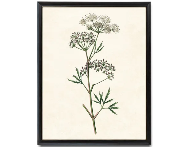 Flowering Cowbane Vintage Botanical Art Print