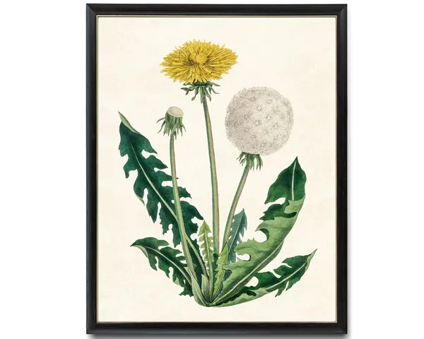 Vintage Dandelion Botanical Illustration Art Print
