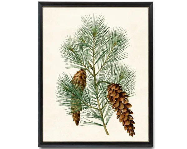 Eastern White Pine Vintage Botanical Art Print