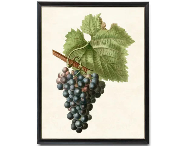 Grapes Vintage Fruit Illustration Kitchen Art Print