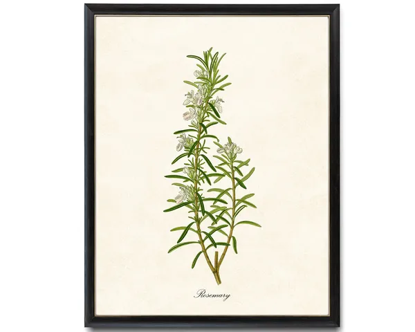 Rosemary Flowering Herb Vintage Botanical Art Print