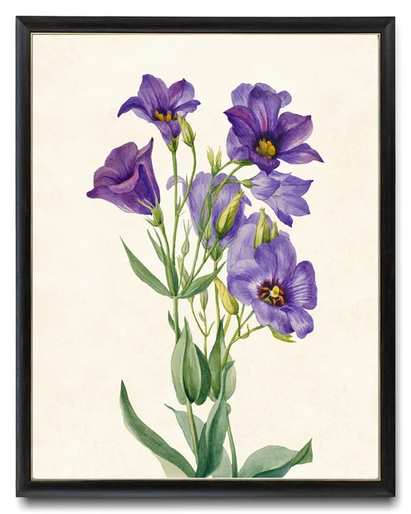 Texas Bluebells Vintage Watercolor Botanical Art Print