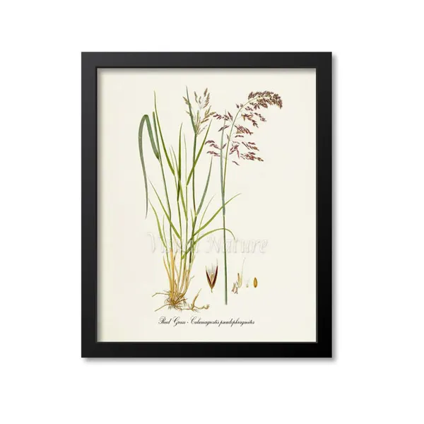 Reed Grass Botanical Print, Calamagrostis Pseudophragmites