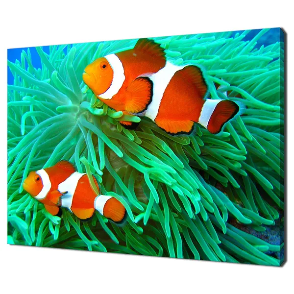 Clown Fish Underwater Modern Design Art Print