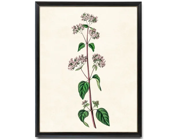 Flowering Oregano Plant Vintage Botanical Art Print