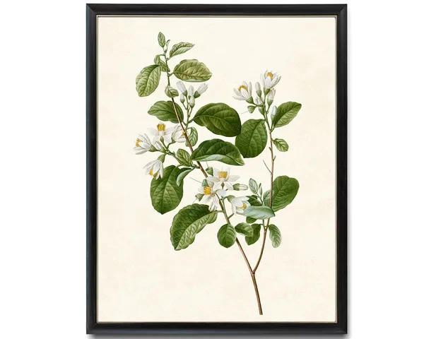 Blooming Snowdrop Bush Vintage Botanical Art Print