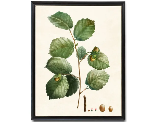 Hazelnut Tree Branch Vintage Botanical Art Print