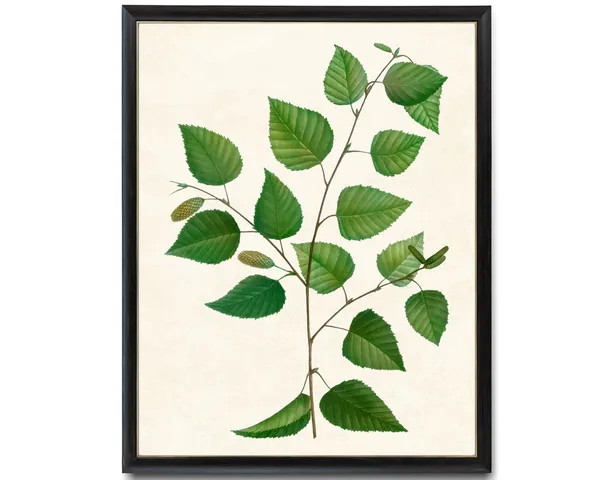 Birch Tree Branch Vintage Botanical Art Print