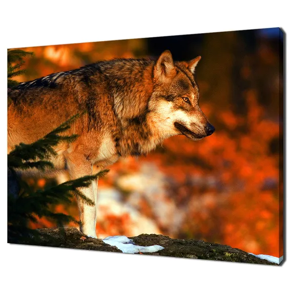 European Wolf In A Forest Modern Design Art Print