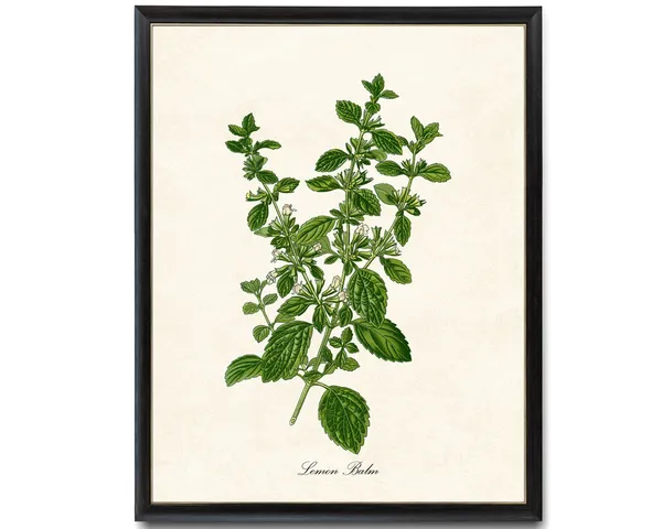 Lemon Balm Flowering Herb Vintage Botanical Art Print