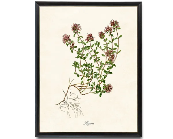 Thyme Flowering Herb Vintage Botanical Art Print