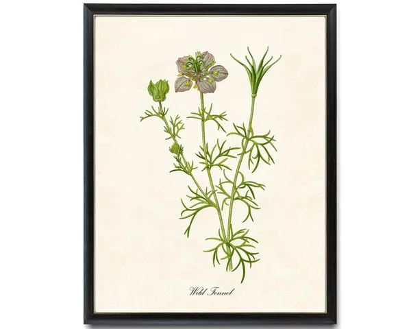 Wild Fennel Vintage Botanical Art Print