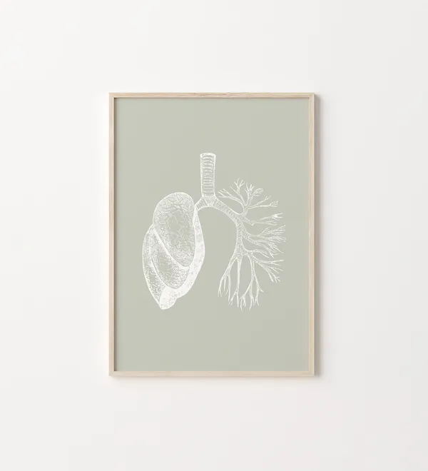 Lungs Anatomical Art Print, Medical Anatomy Poster