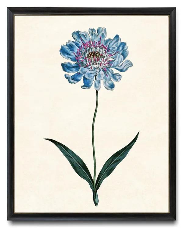 Blue Botanical Print, Vintage Pincushion Flower Art