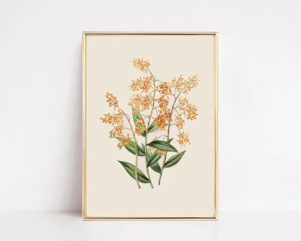 Vintage Botanical Print, French Country Decor