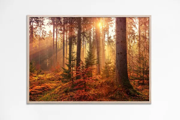 Autumn Woods Forest Sunlight Art Print