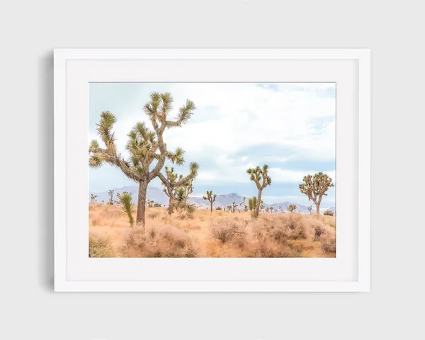 Joshua Tree - California Desert Photography