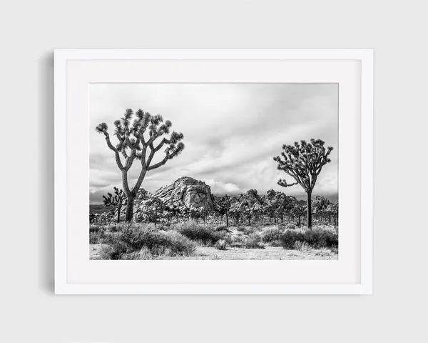 Joshua Tree Black And White California Desert Travel Poster