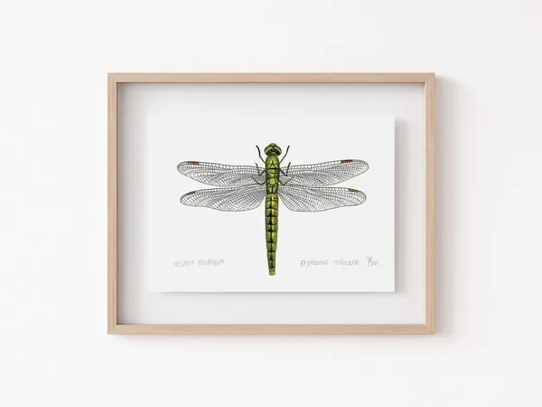 Western Pondhawk Dragonfly Scientific Art Print