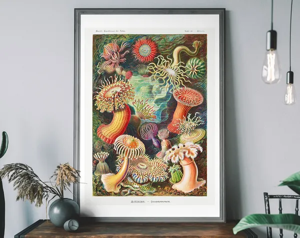 Vintage Ernst Haeckel Sea Anemones Art Print